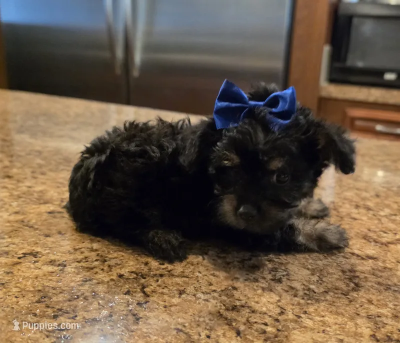 Lacy – Yorkipoo, Poodle - Toy  puppy for sale in Pearson, GA