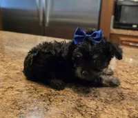 Lacy, a female Yorkipoo and Poodle - Toy  for sale in Pearson, GA – 1 of 7
