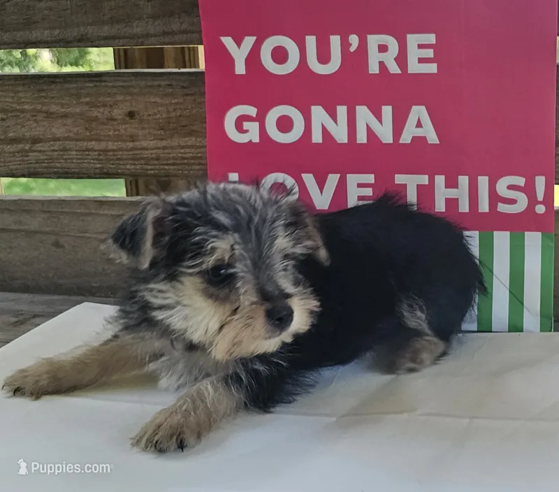 Mike – Yorkipoo puppy for sale in Pearson, GA