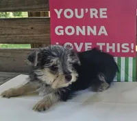 Mike, a male Yorkipoo for sale in Pearson, GA – 1 of 3