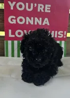 Sam, a male Poodle - Toy  for sale in Pearson, GA – 1 of 3