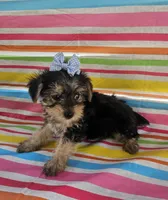 Macy, a female Yorkshire Terrier for sale in Pearson, GA – Photo 3 of 4