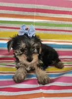 Macy, a female Yorkshire Terrier for sale in Pearson, GA – Photo 2 of 4