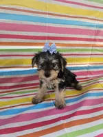 Macy, a female Yorkshire Terrier for sale in Pearson, GA – Photo 4 of 4