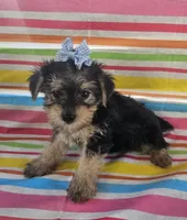 Macy, a female Yorkshire Terrier for sale in Pearson, GA – Photo 1 of 4