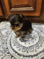T Cup Boy, a male Yorkshire Terrier for sale in Pearson, GA – Photo 4 of 4