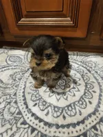 T Cup Boy, a male Yorkshire Terrier for sale in Pearson, GA – Photo 3 of 4