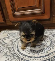 T Cup Boy, a male Yorkshire Terrier for sale in Pearson, GA – Photo 2 of 4