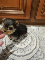 T Cup Boy, a male Yorkshire Terrier for sale in Pearson, GA – Photo 1 of 4