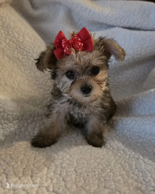 Lexie  – Yorkipoo, Poodle - Toy  puppy for sale in Pearson, GA