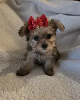 Lexie , a female Yorkipoo and Poodle - Toy  for sale in Pearson, GA – 1 of 10
