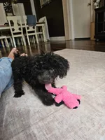 Romeo, a male Poodle - Toy  for sale in Pearson, GA – 6 of 6