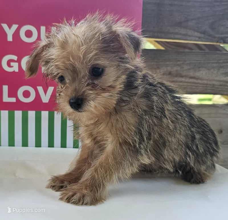 Harley – Yorkipoo puppy for sale in Pearson, GA