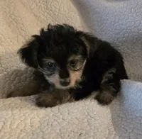 Teddy Bear, a male Yorkipoo and Poodle - Toy  for sale in Pearson, GA – 1 of 6