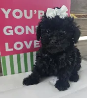 Lainey , a female Poodle - Toy  for sale in Pearson, GA – 1 of 4