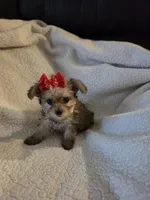 Lexie , a female Yorkipoo and Poodle - Toy  for sale in Pearson, GA – 3 of 10