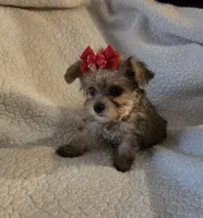 Lexie , a female Yorkipoo and Poodle - Toy  for sale in Pearson, GA – 5 of 10