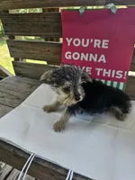 Mike, a male Yorkipoo for sale in Pearson, GA – 2 of 3