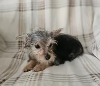 Mike, a male Yorkipoo for sale in Pearson, GA – 1 of 5