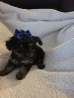 Lacy, a female Yorkipoo and Poodle - Toy  for sale in Pearson, GA – 3 of 7