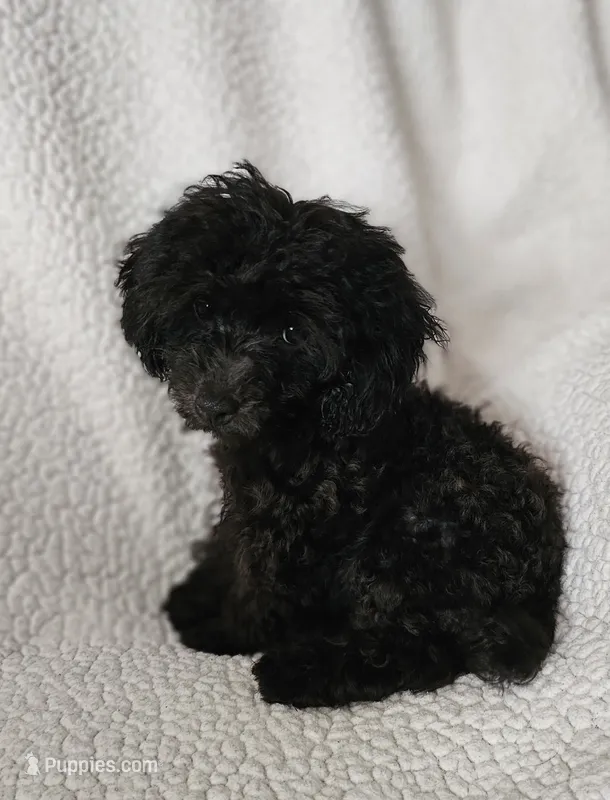Romeo – Poodle - Toy  puppy for sale in Pearson, GA
