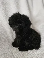 Romeo, a male Poodle - Toy  for sale in Dublin, GA – 1 of 2