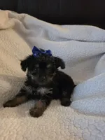 Lacy, a female Yorkipoo and Poodle - Toy  for sale in Pearson, GA – 5 of 7