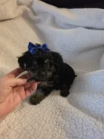 Lacy, a female Yorkipoo and Poodle - Toy  for sale in Pearson, GA – 6 of 7