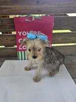 Lexus, a female Yorkipoo for sale in Pearson, GA – 4 of 4