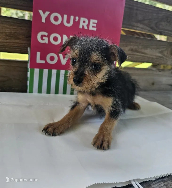 Max – Yorkipoo puppy for sale in Pearson, GA