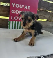 Max, a male Yorkipoo for sale in Pearson, GA – 1 of 4