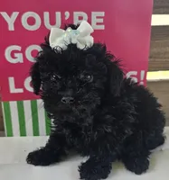 Lainey , a female Poodle - Toy  for sale in Pearson, GA – 2 of 4