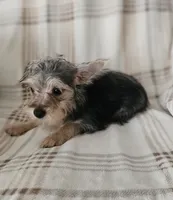 Mike, a male Yorkipoo for sale in Pearson, GA – 2 of 5
