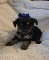 Lacy, a female Yorkipoo and Poodle - Toy  for sale in Pearson, GA – 2 of 7
