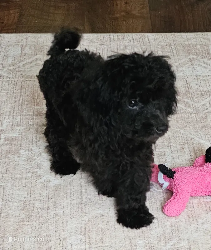 Sam – Poodle - Toy  puppy for sale in Pearson, GA