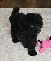 Sam, a male Poodle - Toy  for sale in Dublin, GA – 1 of 1