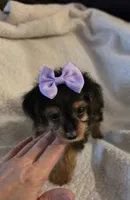 Mercedes , a female Yorkipoo and Poodle - Toy  for sale in Pearson, GA – 2 of 10