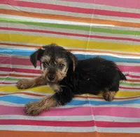 Max, a male Yorkshire Terrier for sale in Pearson, GA – Photo 2 of 2