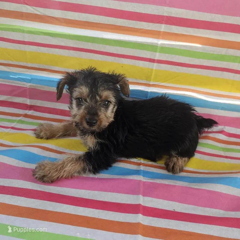 Max – Yorkshire Terrier puppy for sale in Pearson, GA