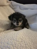 Teddy Bear, a male Yorkipoo and Poodle - Toy  for sale in Pearson, GA – 6 of 6