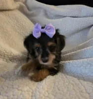 Mercedes , a female Yorkipoo and Poodle - Toy  for sale in Pearson, GA – 9 of 10