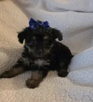 Lacy, a female Yorkipoo and Poodle - Toy  for sale in Pearson, GA – 4 of 7