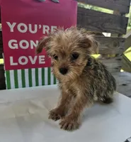 Harley, a male Yorkipoo for sale in Pearson, GA – 3 of 4