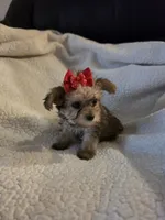 Lexie , a female Yorkipoo and Poodle - Toy  for sale in Pearson, GA – 8 of 10