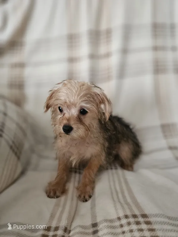 Harley – Yorkipoo puppy for sale in Pearson, GA
