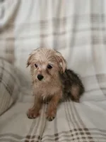 Harley, a male Yorkipoo for sale in Pearson, GA – 1 of 7