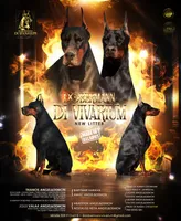 Defender di Vivarium, a male Doberman Pinscher for sale in Cedar City, UT – Photo 2 of 10