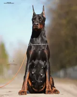 Defender di Vivarium, a male Doberman Pinscher for sale in Cedar City, UT – Photo 6 of 10