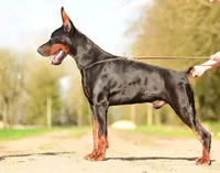Defender di Vivarium, a male Doberman Pinscher for sale in Cedar City, UT – Photo 10 of 10