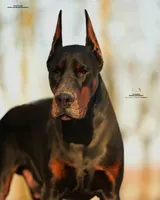 Defender di Vivarium, a male Doberman Pinscher for sale in Cedar City, UT – Photo 7 of 10